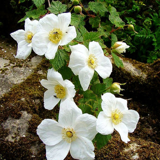 Zier-Steinbeere 'Benenden' (Rubus x tridel)