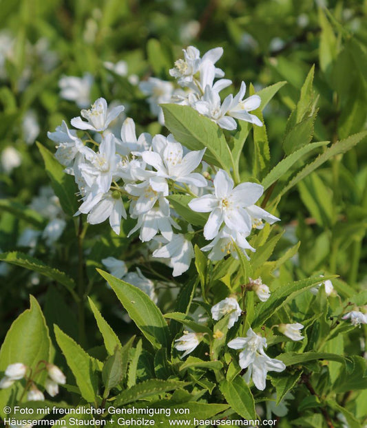 Zierliche Deutzie, Maiblumenstrauch (Deutzia gracilis)