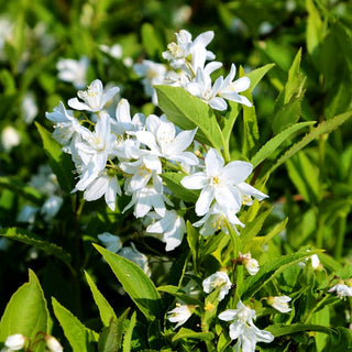 Zierliche Deutzie, Maiblumenstrauch (Deutzia gracilis)