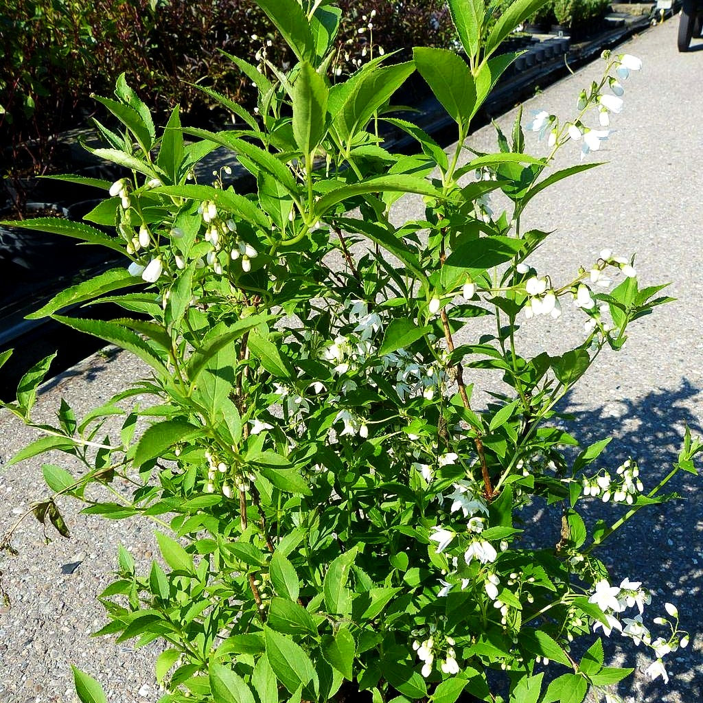 Zierliche Deutzie, Maiblumenstrauch (Deutzia gracilis)