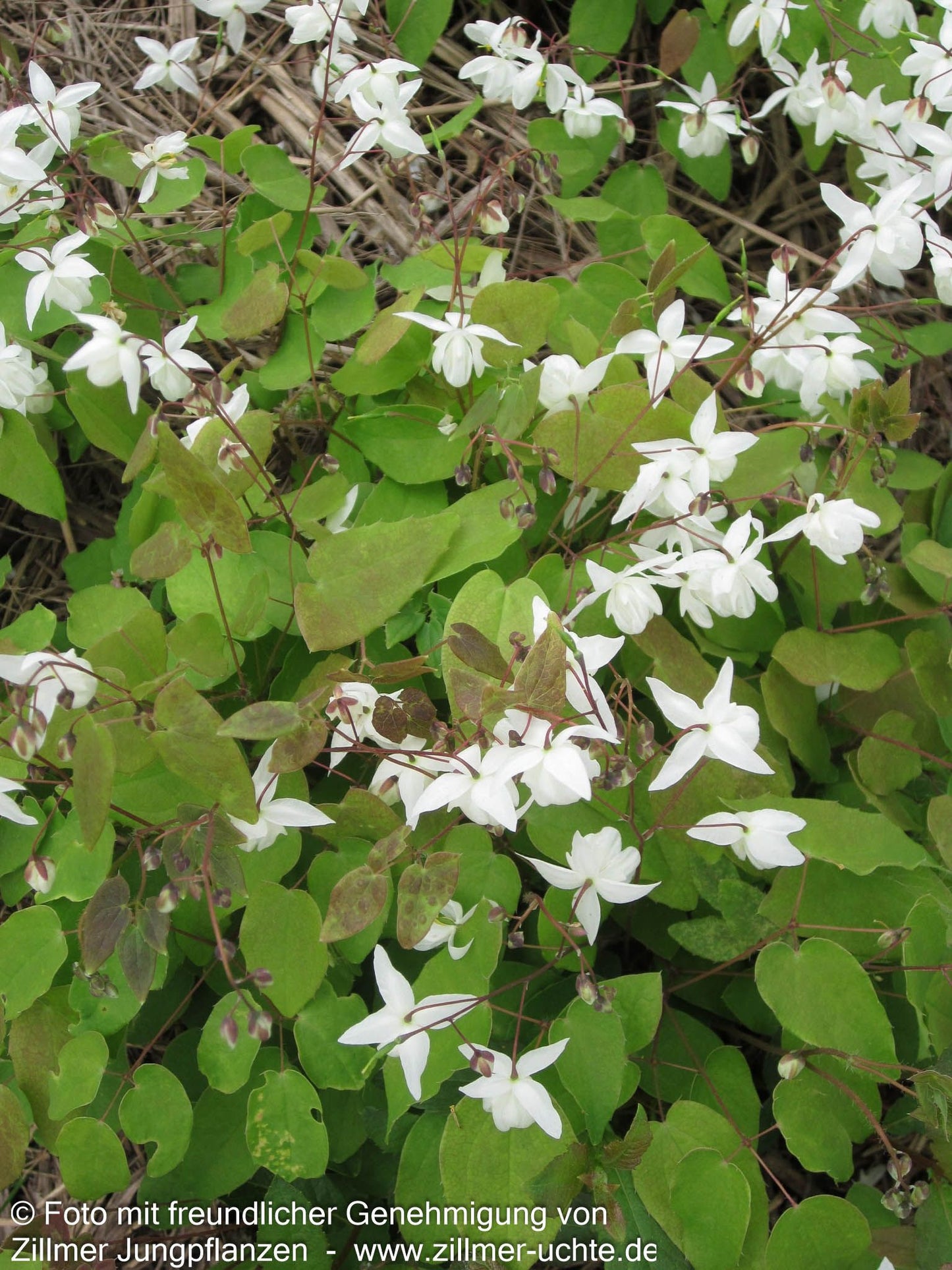 Zierliche Elfenblume 'Niveum' (Epimedium x youngianum)