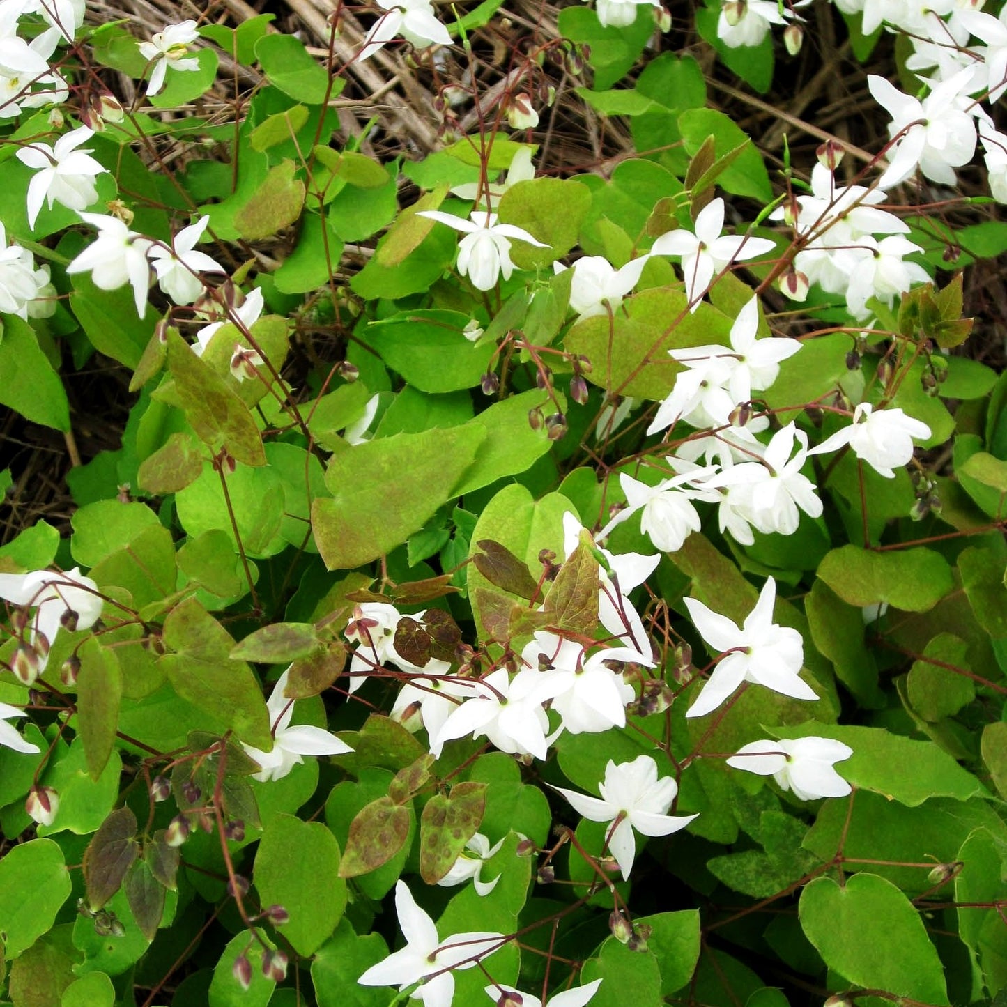 Zierliche Elfenblume 'Niveum' (Epimedium x youngianum)