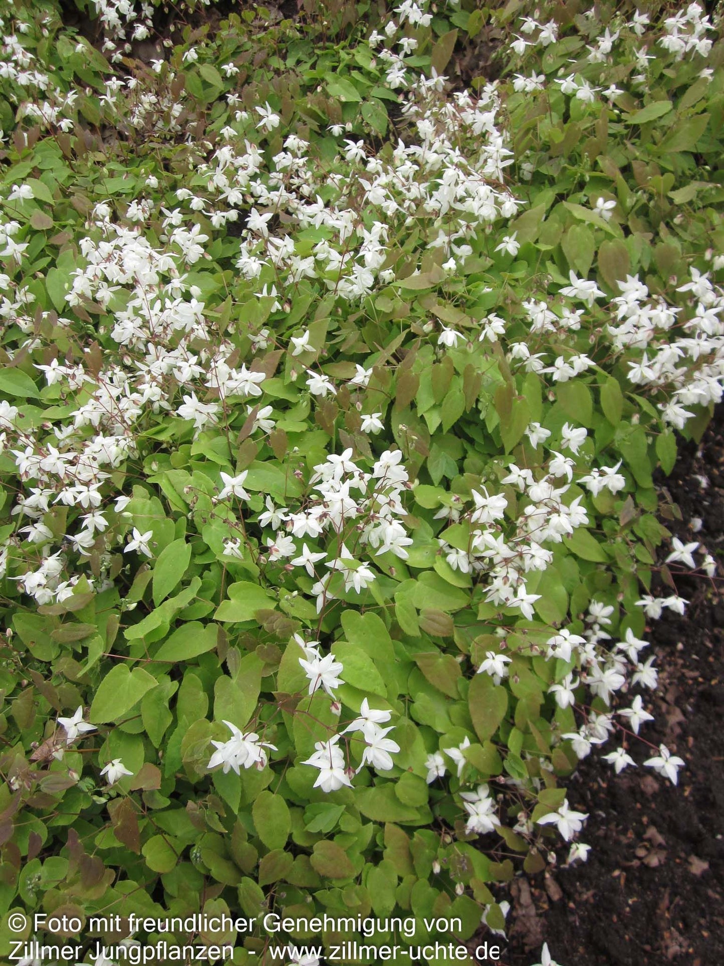 Zierliche Elfenblume 'Niveum' (Epimedium x youngianum)