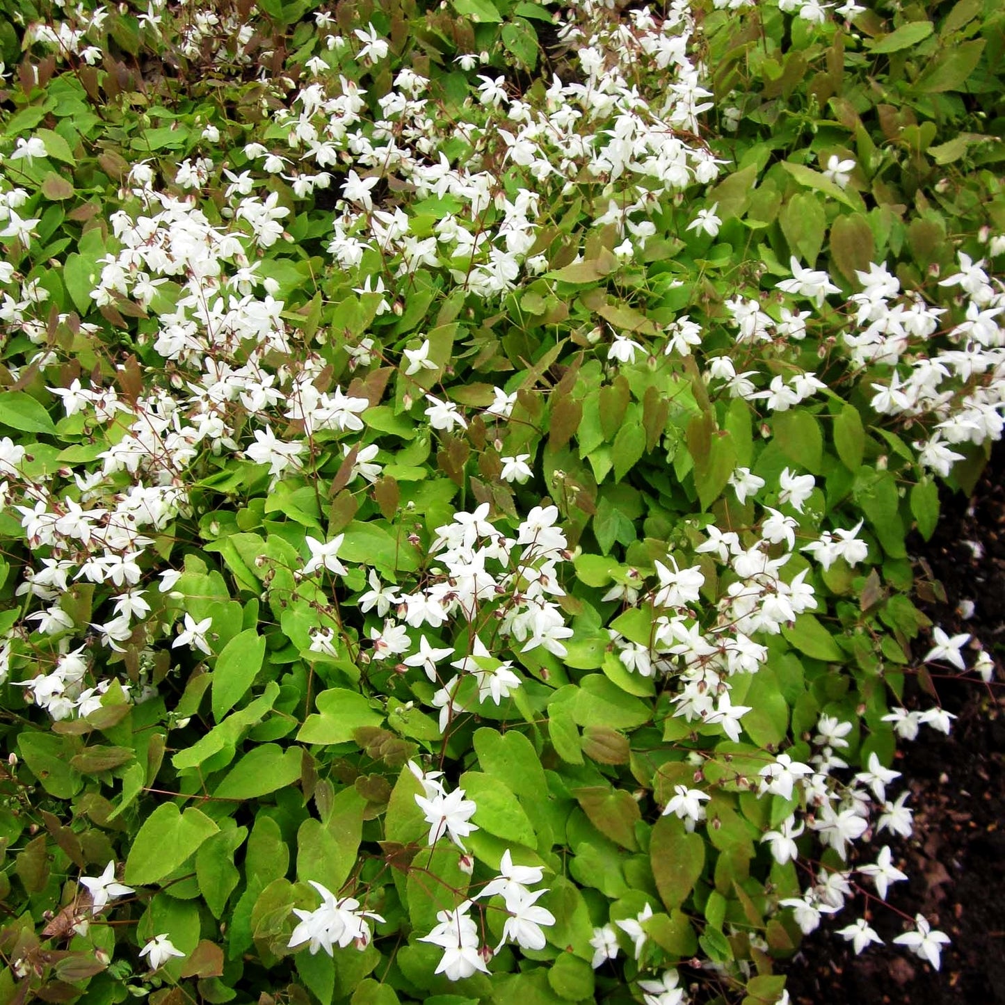 Zierliche Elfenblume 'Niveum' (Epimedium x youngianum)
