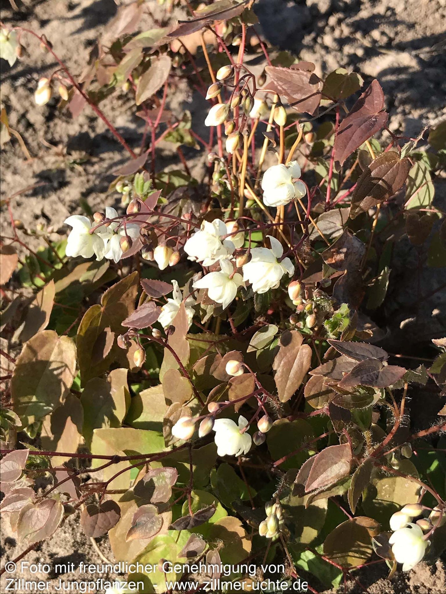 Zierliche Elfenblume 'Niveum' (Epimedium x youngianum)