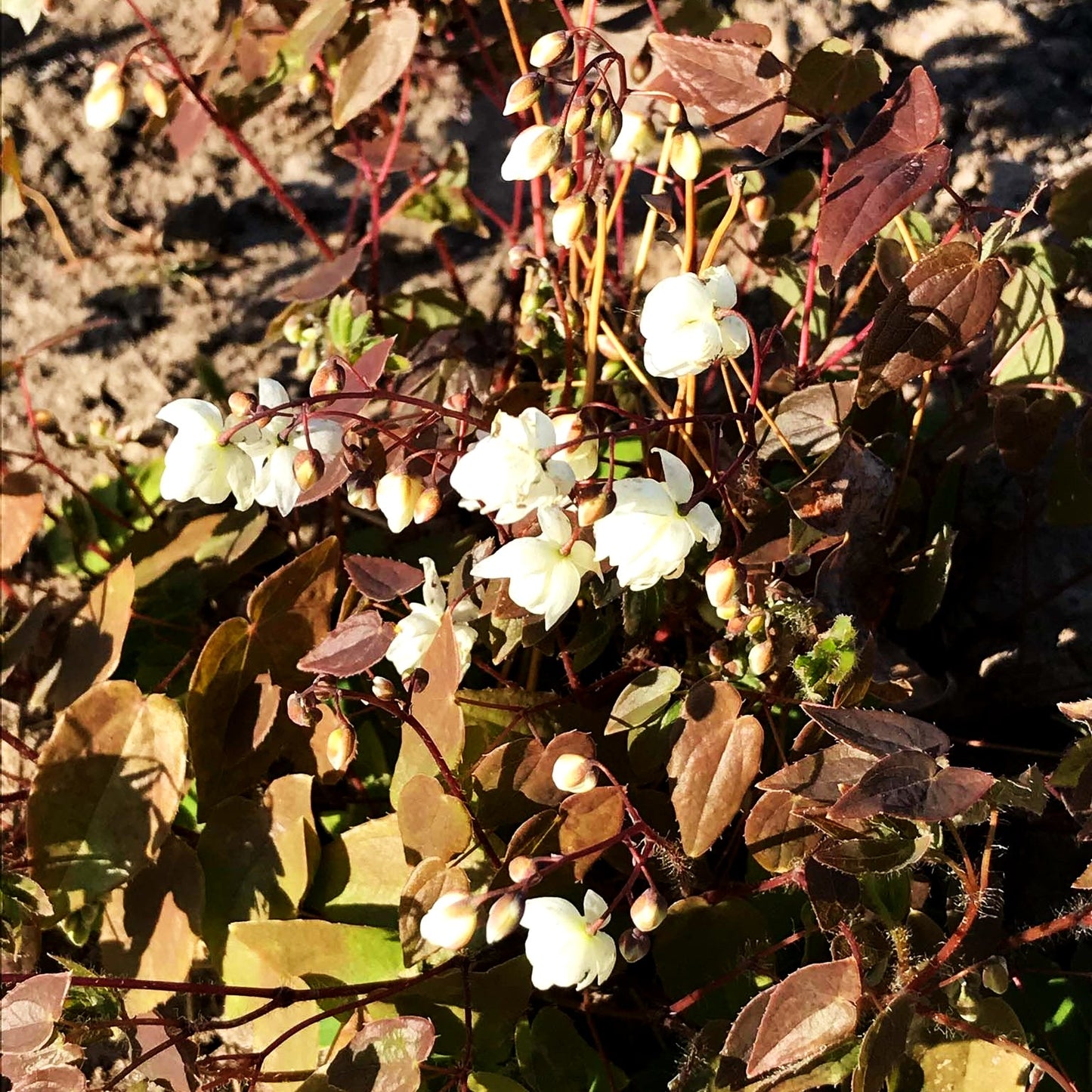 Zierliche Elfenblume 'Niveum' (Epimedium x youngianum)