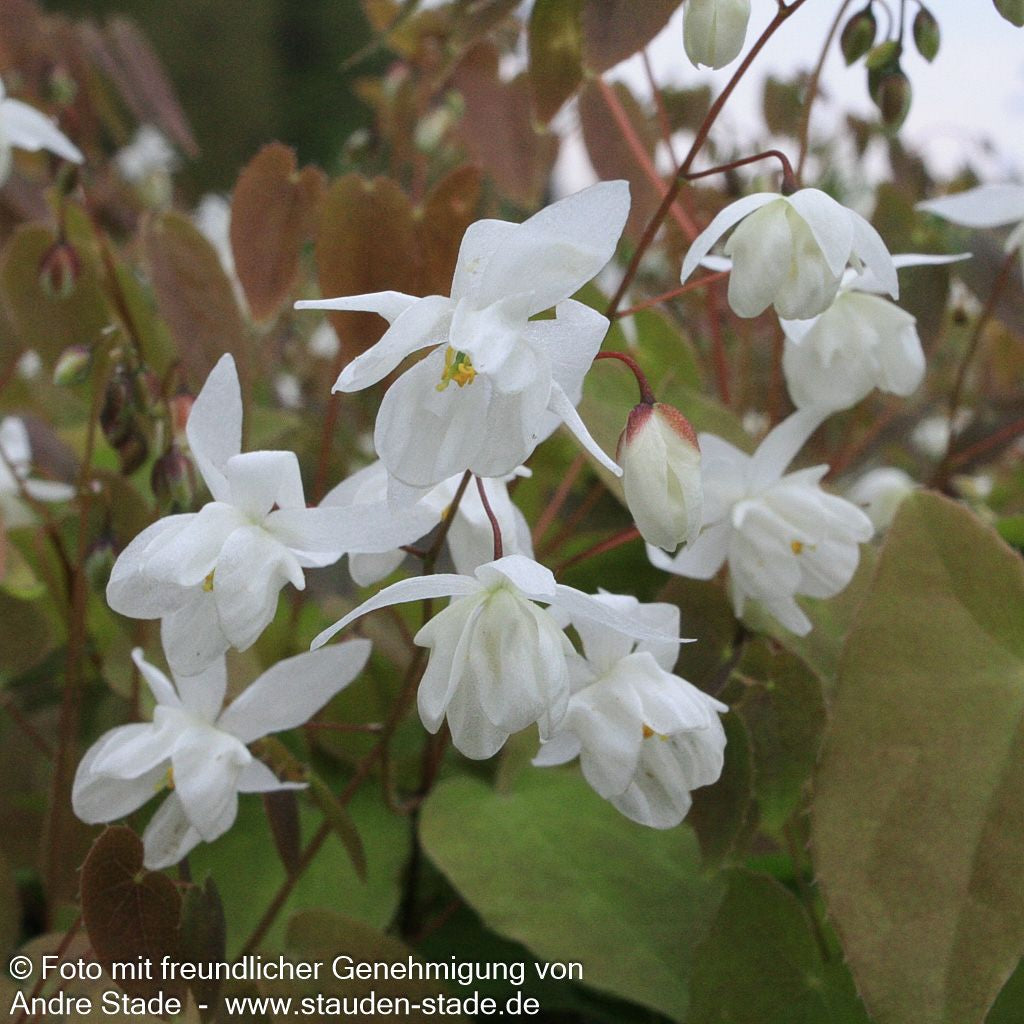 Zierliche Elfenblume 'Niveum' (Epimedium x youngianum)