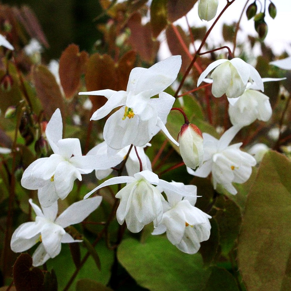 Zierliche Elfenblume 'Niveum' (Epimedium x youngianum)