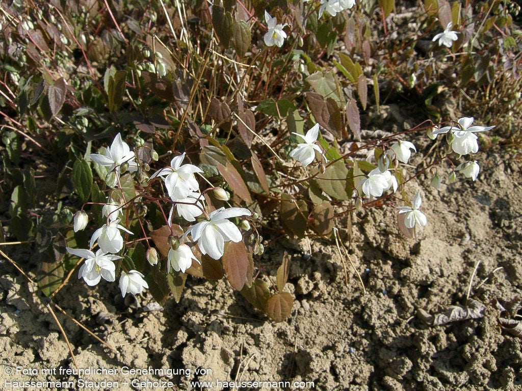 Zierliche Elfenblume 'Niveum' (Epimedium x youngianum)