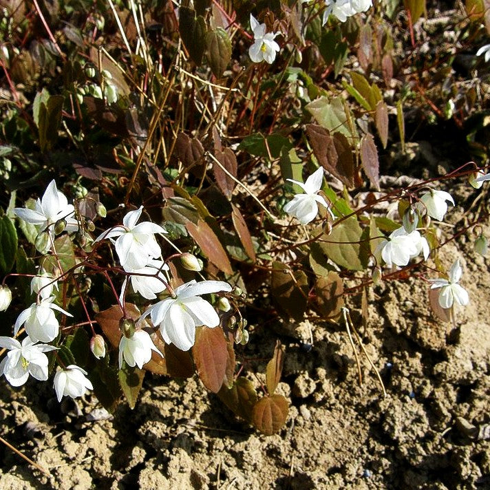 Zierliche Elfenblume 'Niveum' (Epimedium x youngianum)