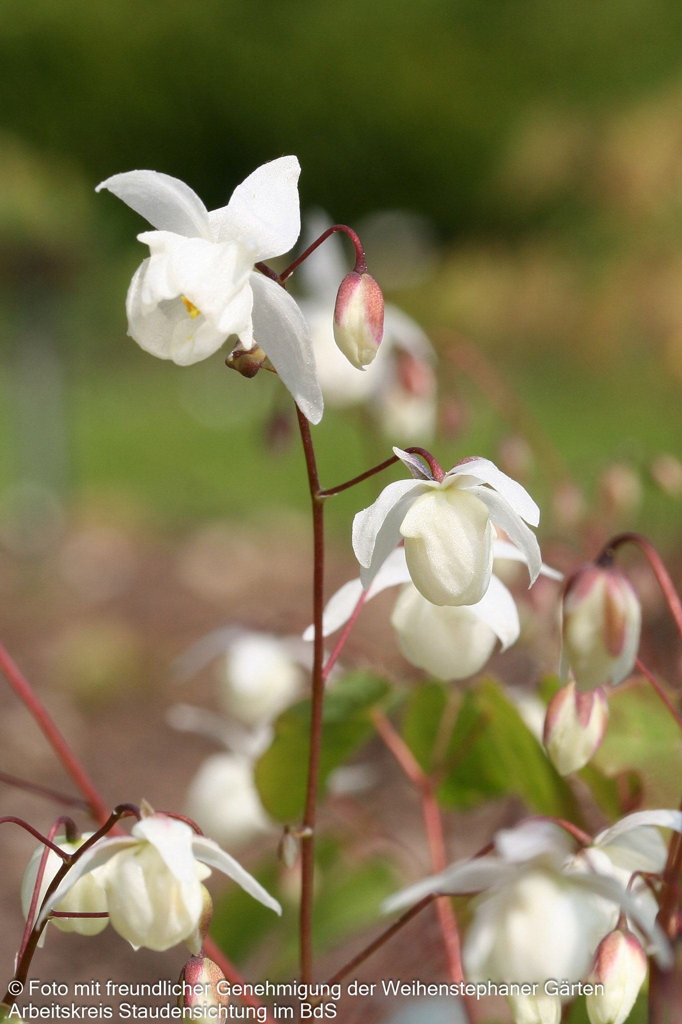 Zierliche Elfenblume 'Niveum' (Epimedium x youngianum)
