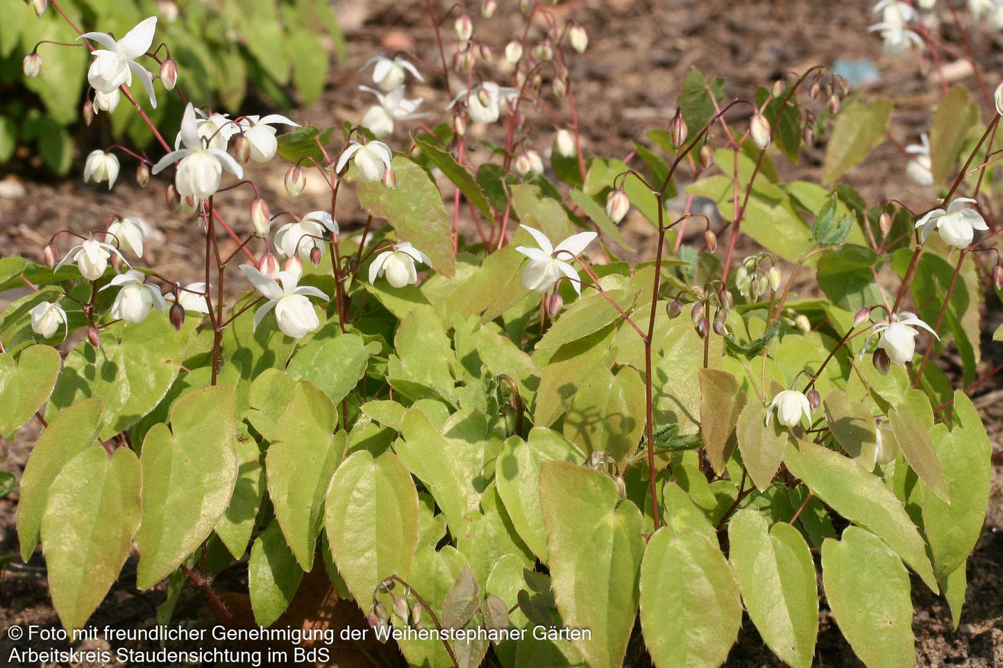 Zierliche Elfenblume 'Niveum' (Epimedium x youngianum)