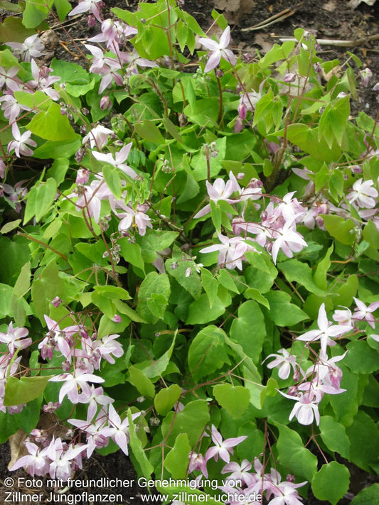 Zierliche Elfenblume 'Roseum' (Epimedium x youngianum)