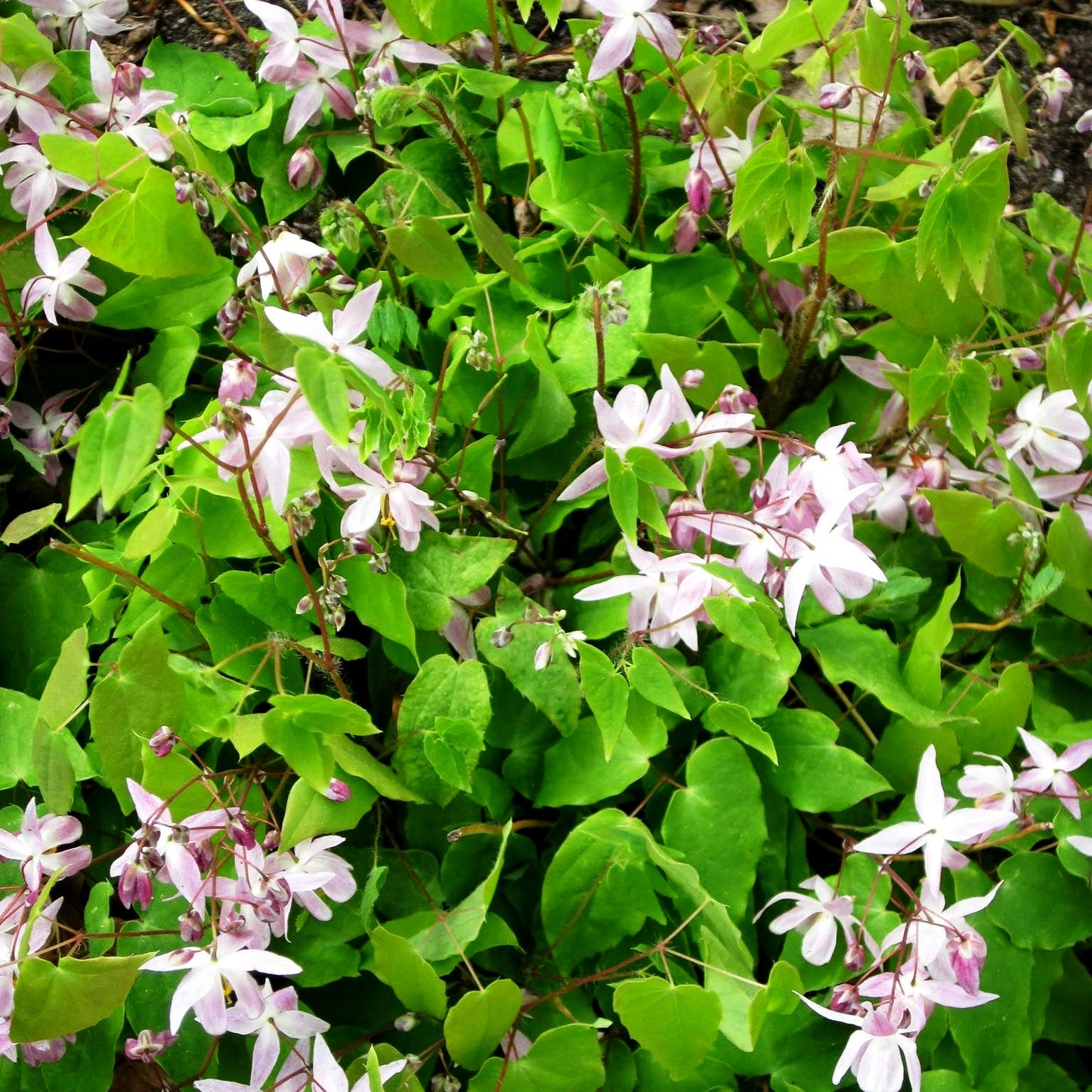 Zierliche Elfenblume 'Roseum' (Epimedium x youngianum)