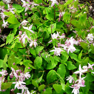 Zierliche Elfenblume 'Roseum' (Epimedium x youngianum)