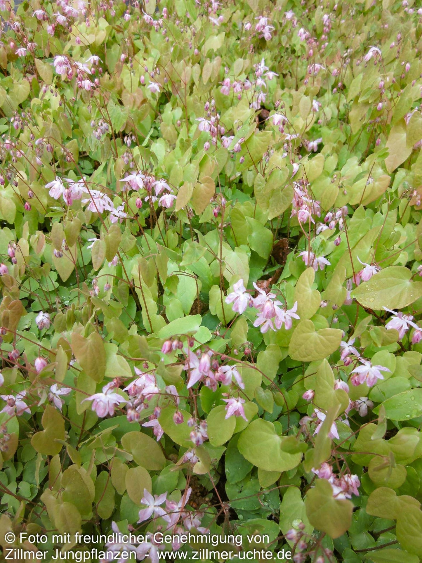Zierliche Elfenblume 'Roseum' (Epimedium x youngianum)