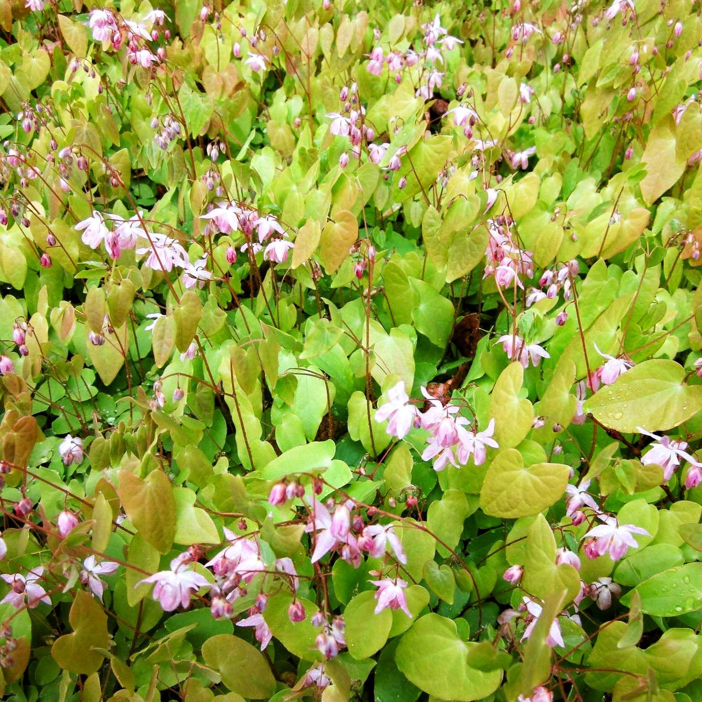 Zierliche Elfenblume 'Roseum' (Epimedium x youngianum)