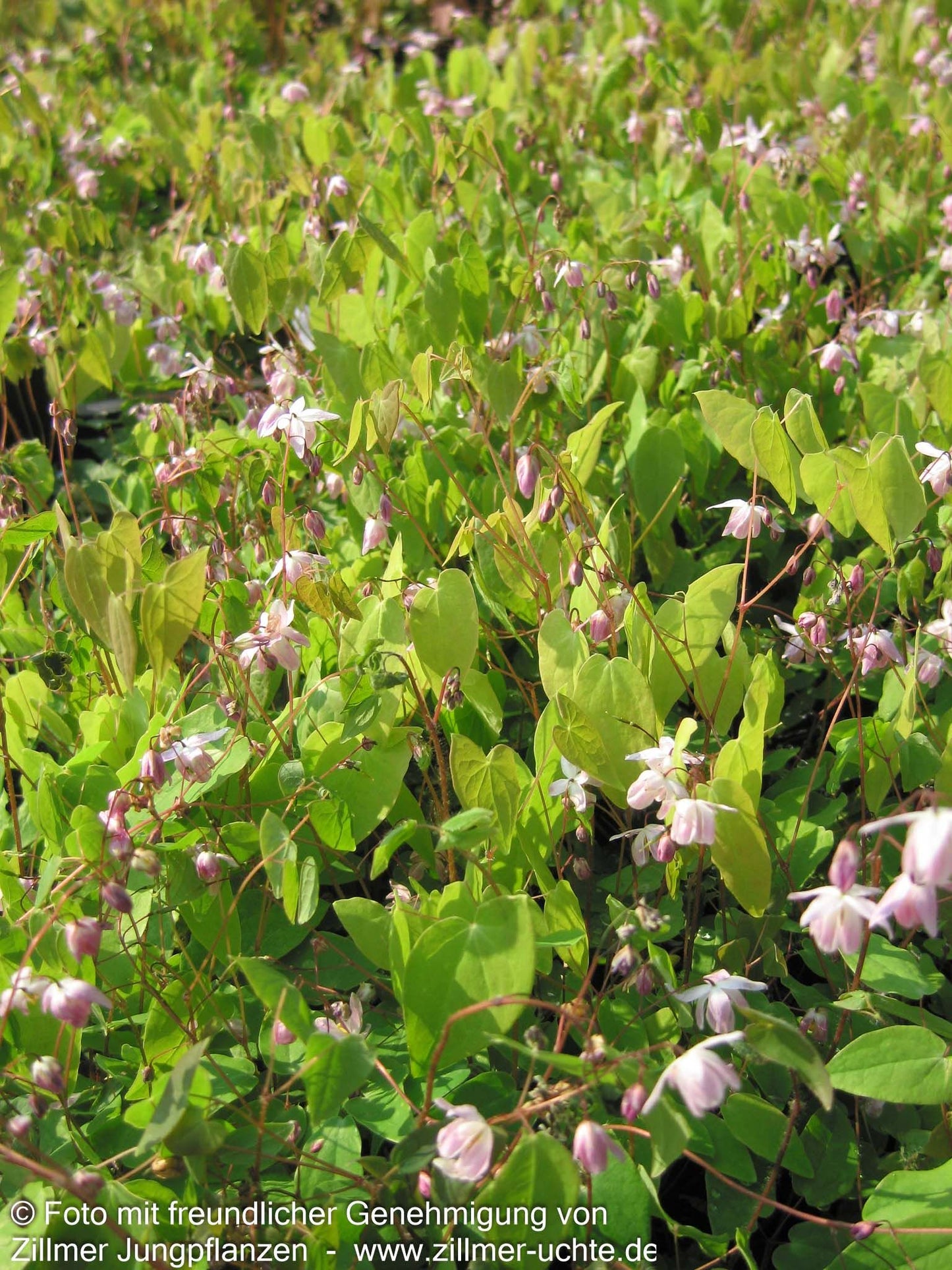 Zierliche Elfenblume 'Roseum' (Epimedium x youngianum)