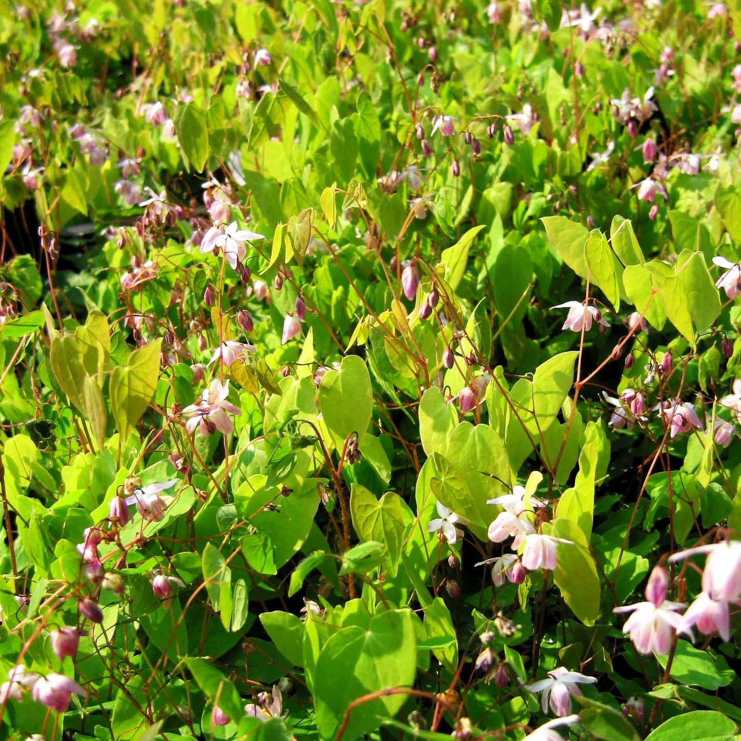 Zierliche Elfenblume 'Roseum' (Epimedium x youngianum)