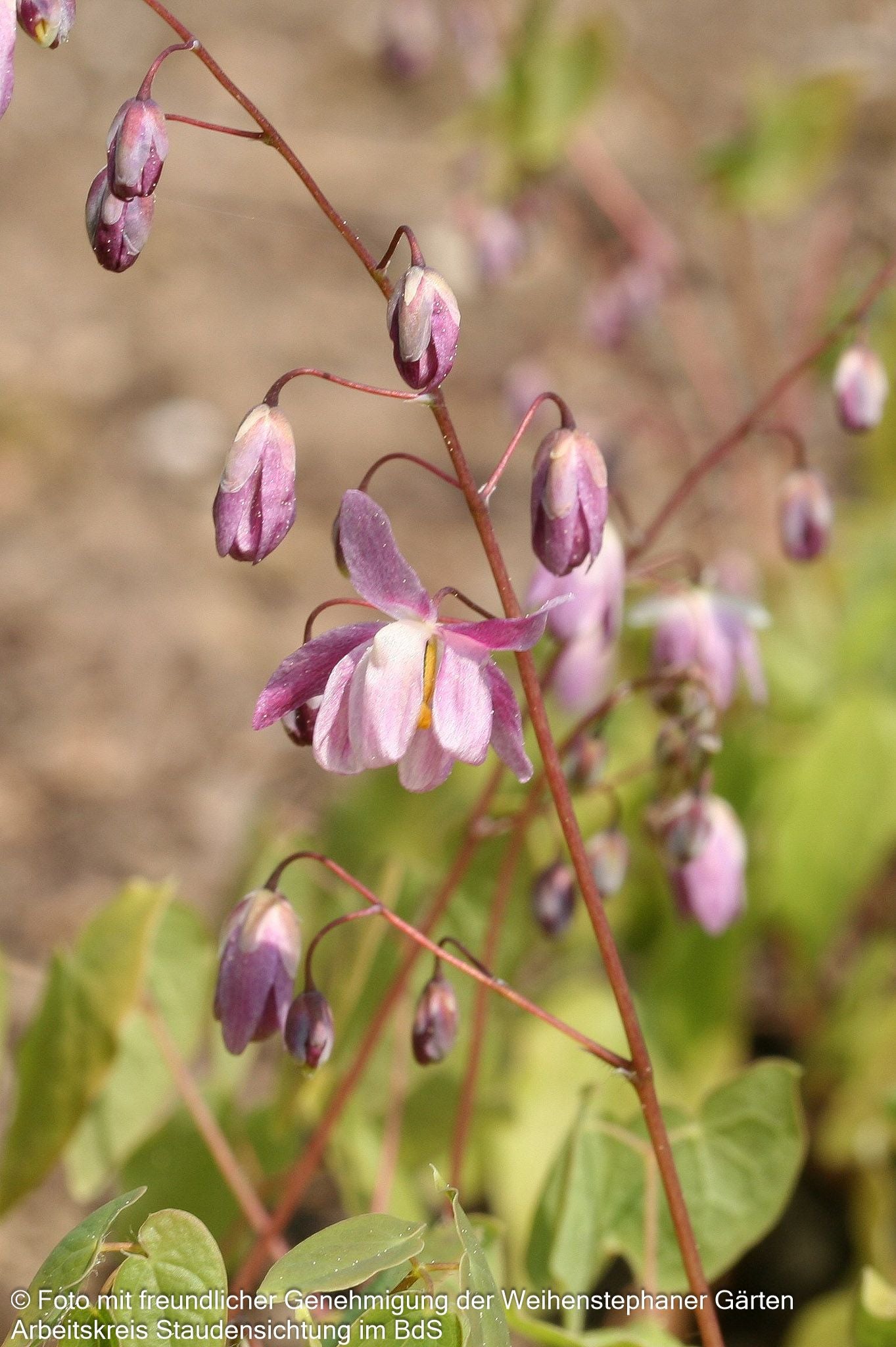 Zierliche Elfenblume 'Roseum' (Epimedium x youngianum)