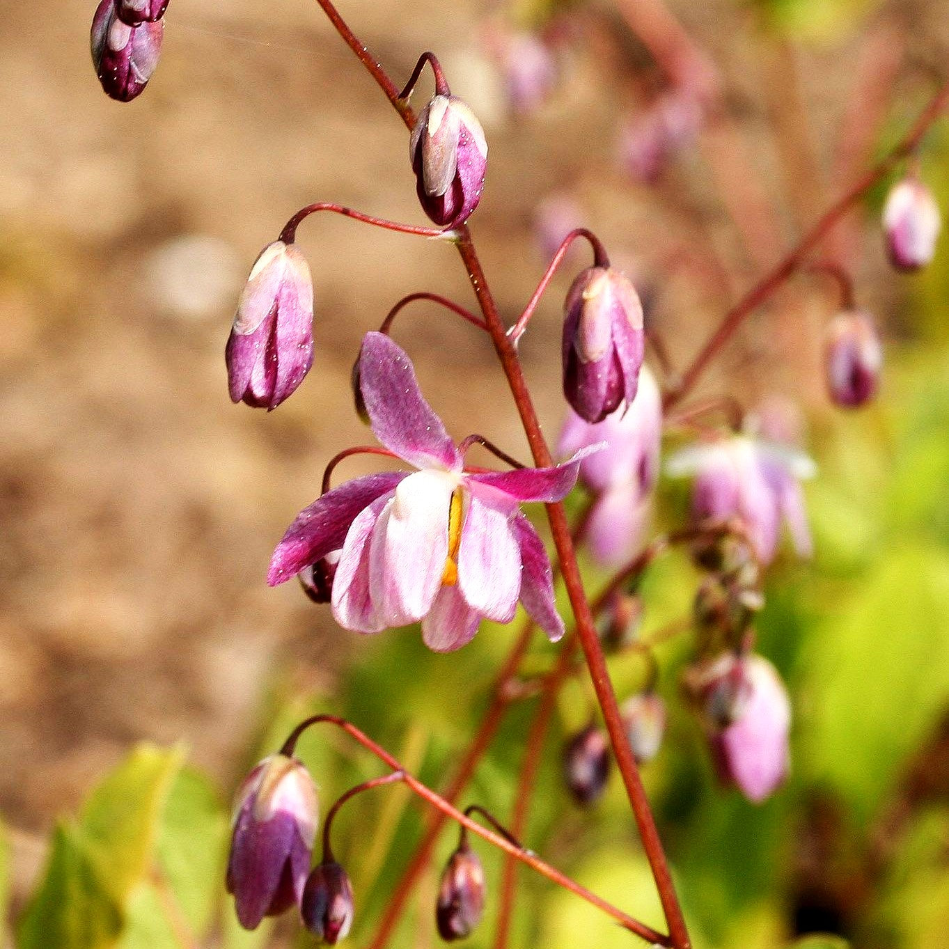 Zierliche Elfenblume 'Roseum' (Epimedium x youngianum)