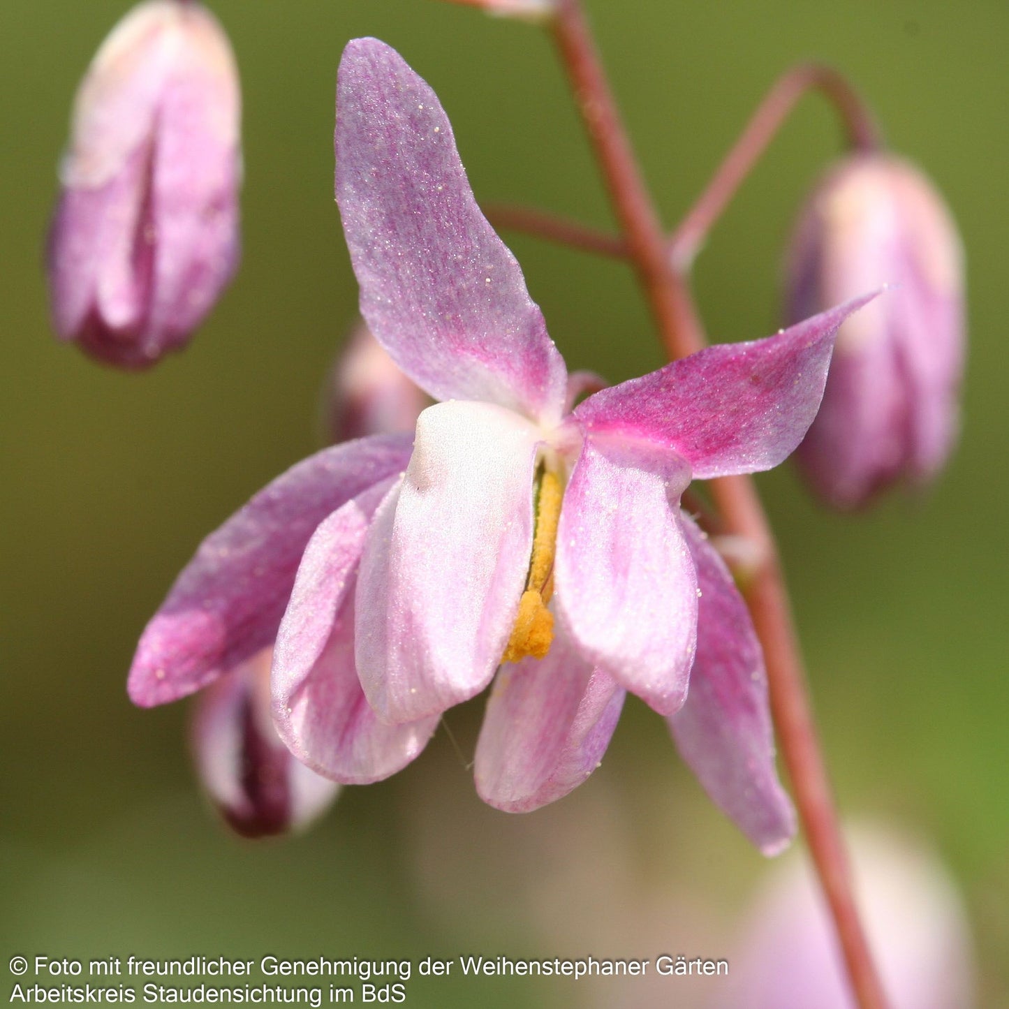 Zierliche Elfenblume 'Roseum' (Epimedium x youngianum)