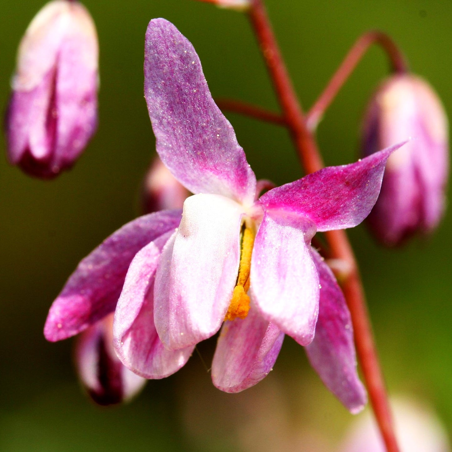 Zierliche Elfenblume 'Roseum' (Epimedium x youngianum)