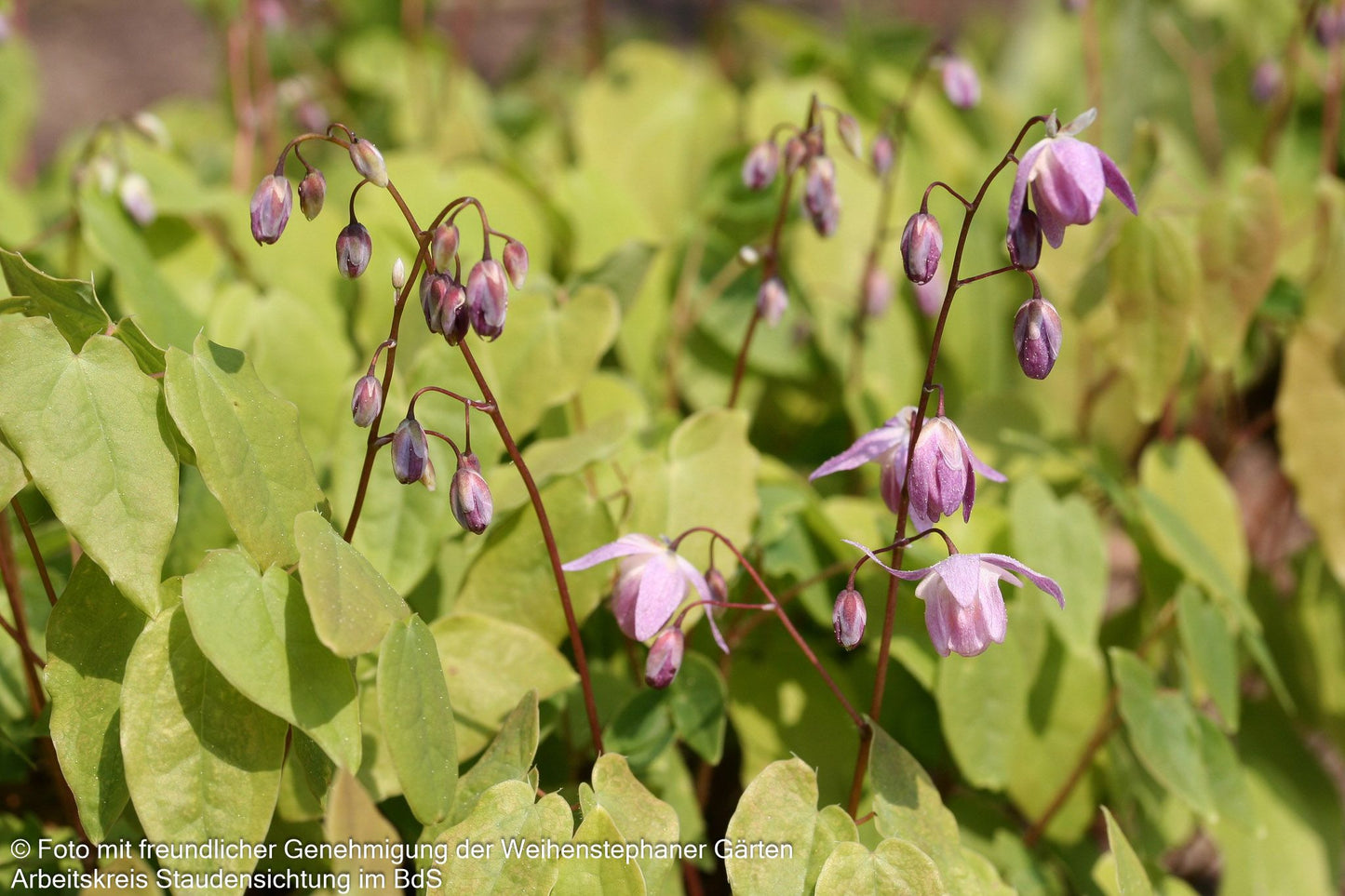 Zierliche Elfenblume 'Roseum' (Epimedium x youngianum)