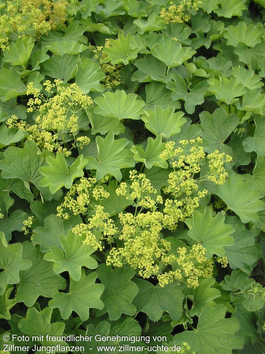 Zierlicher Frauenmantel (Alchemilla epipsila)
