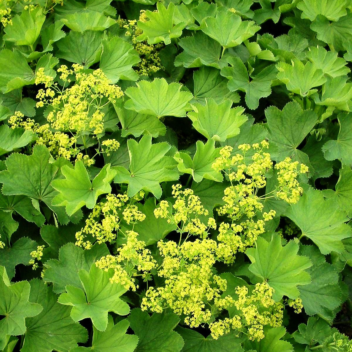 Zierlicher Frauenmantel (Alchemilla epipsila)