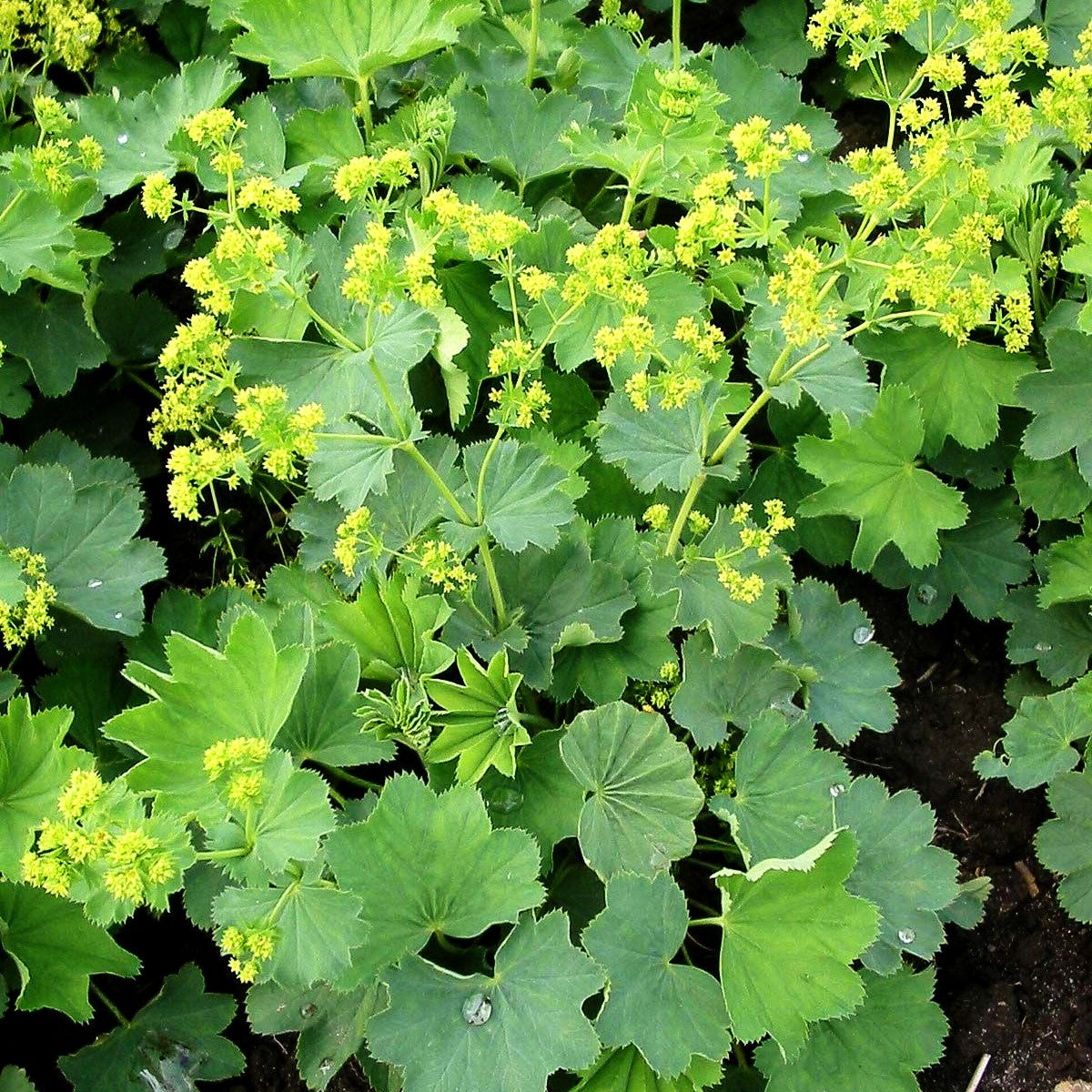 Zierlicher Frauenmantel (Alchemilla epipsila)