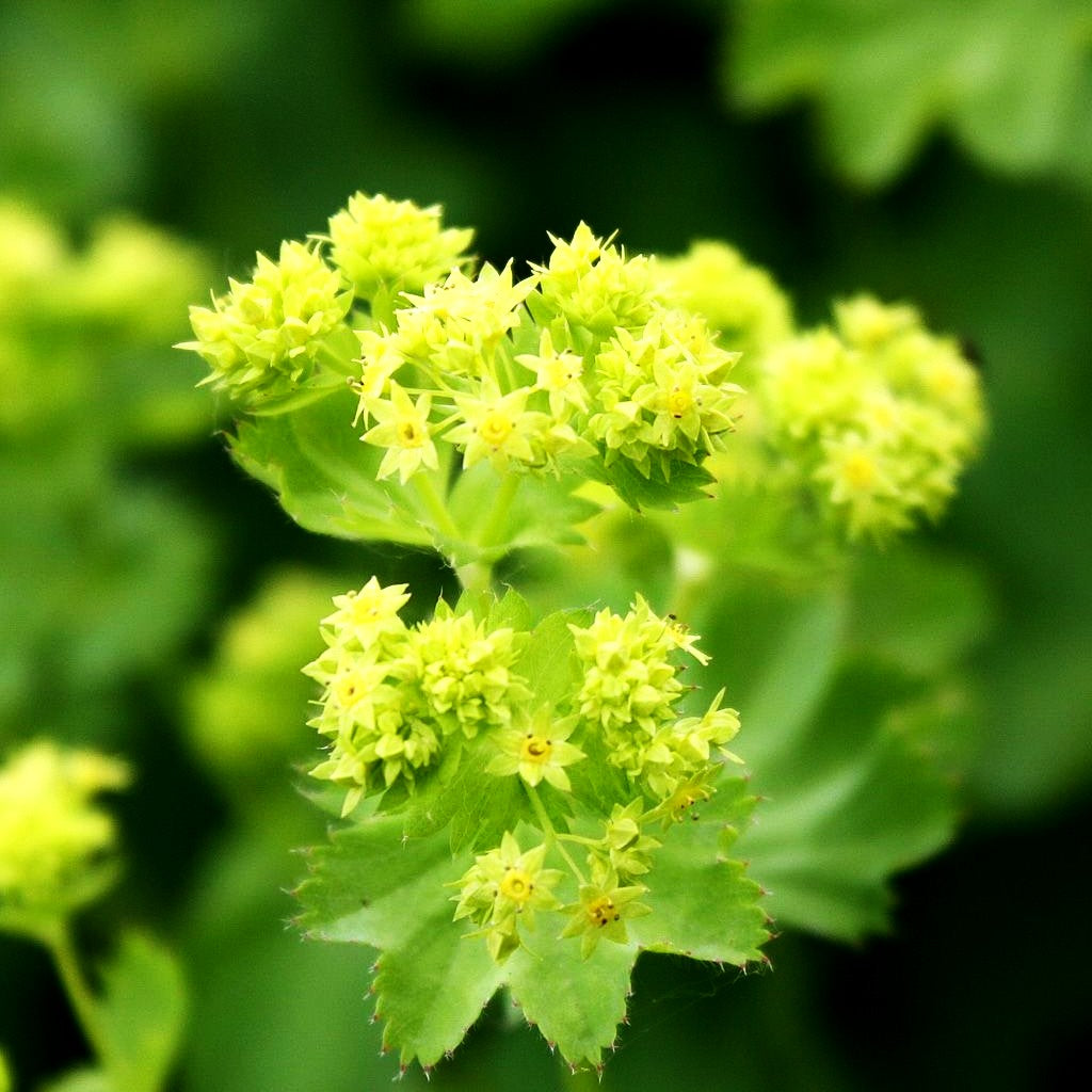 Zierlicher Frauenmantel (Alchemilla epipsila)