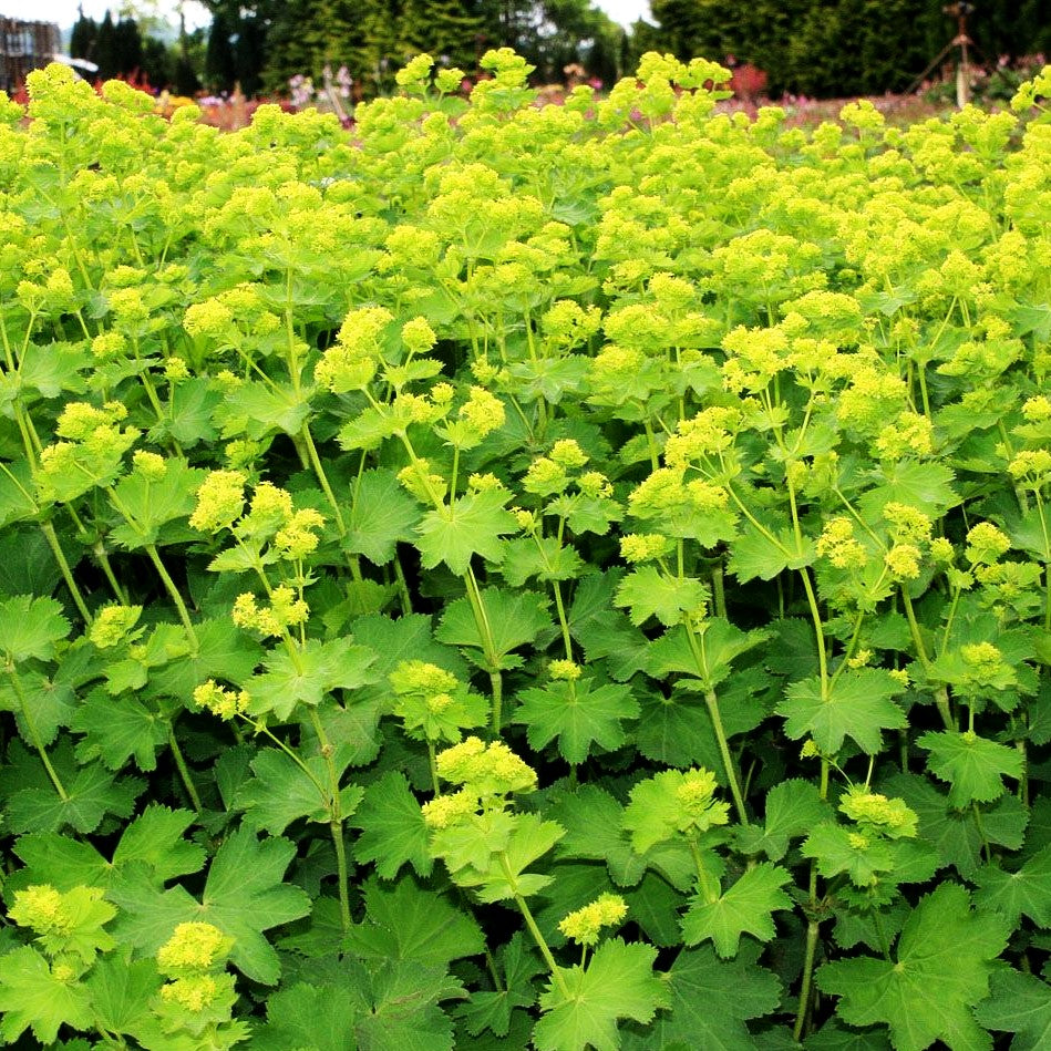 Zierlicher Frauenmantel (Alchemilla epipsila)