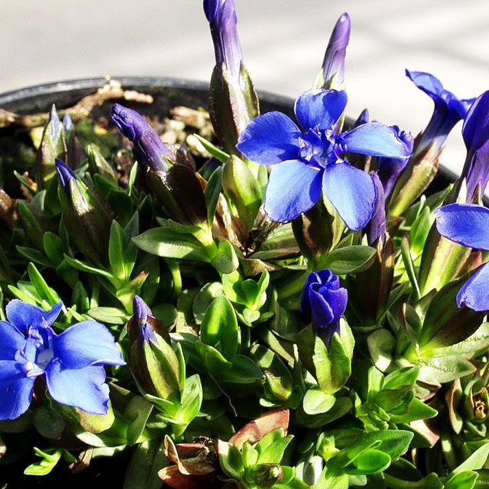 Zierlicher Frühlings-Enzian (Gentiana verna)