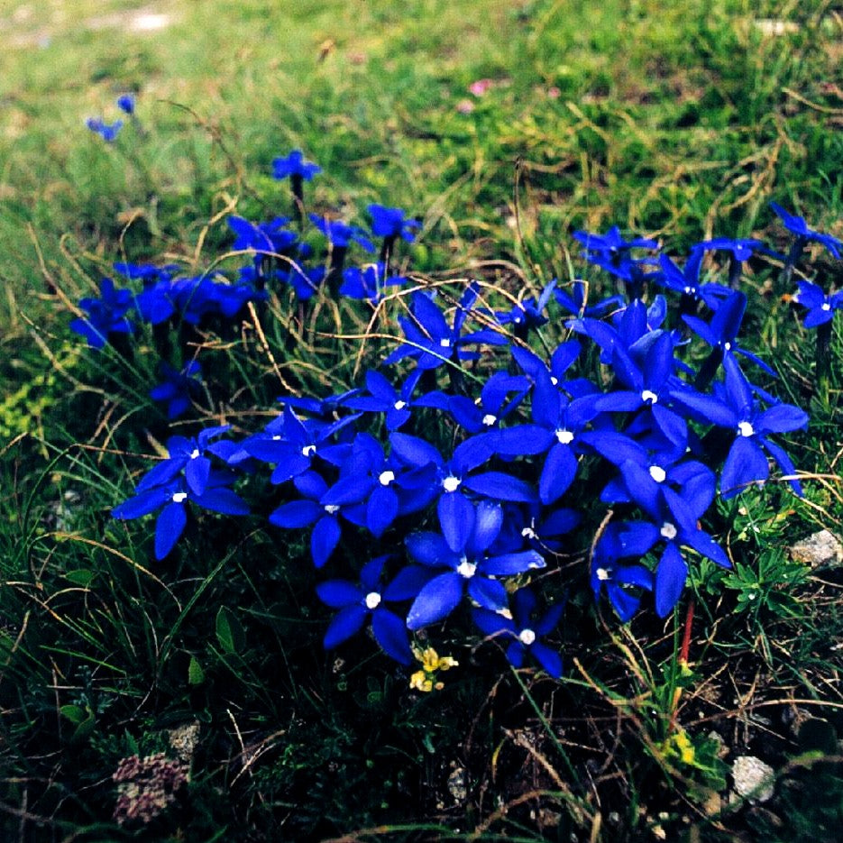 Zierlicher Frühlings-Enzian (Gentiana verna)