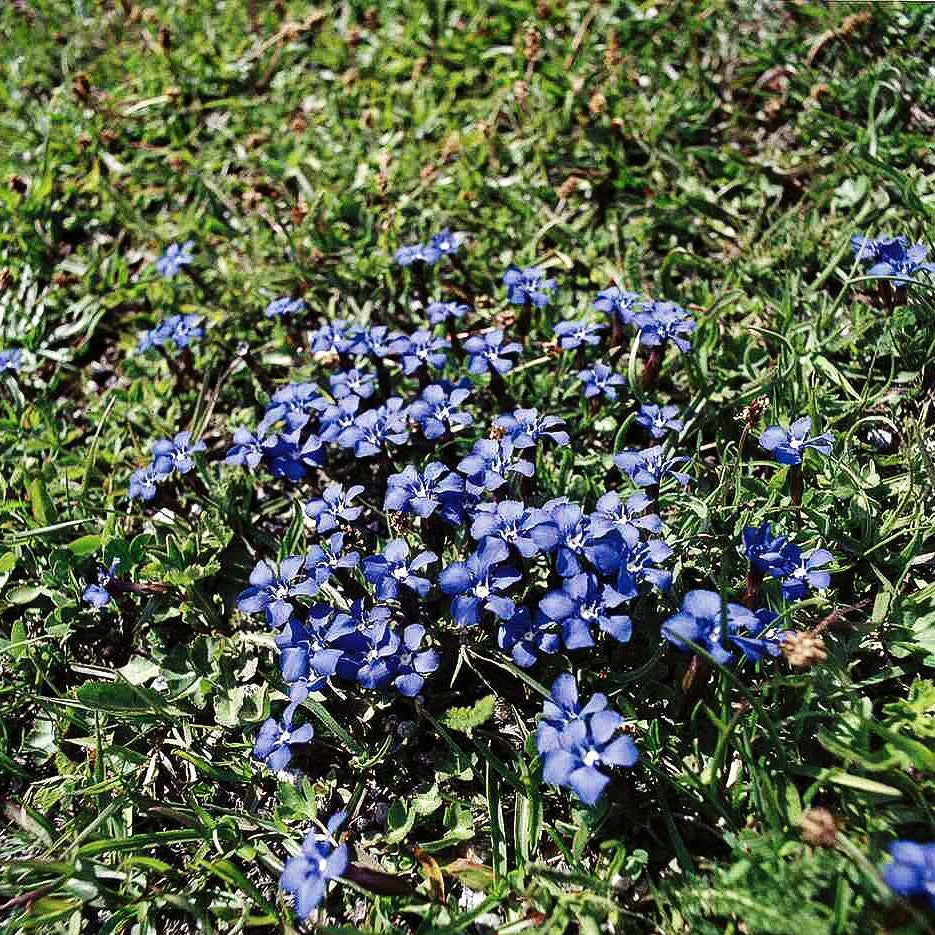 Zierlicher Frühlings-Enzian (Gentiana verna)