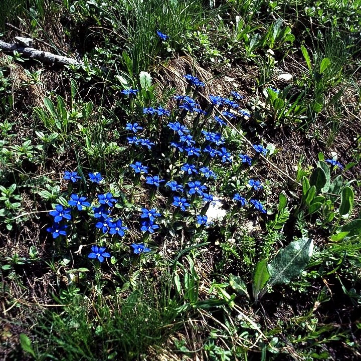 Zierlicher Frühlings-Enzian (Gentiana verna)