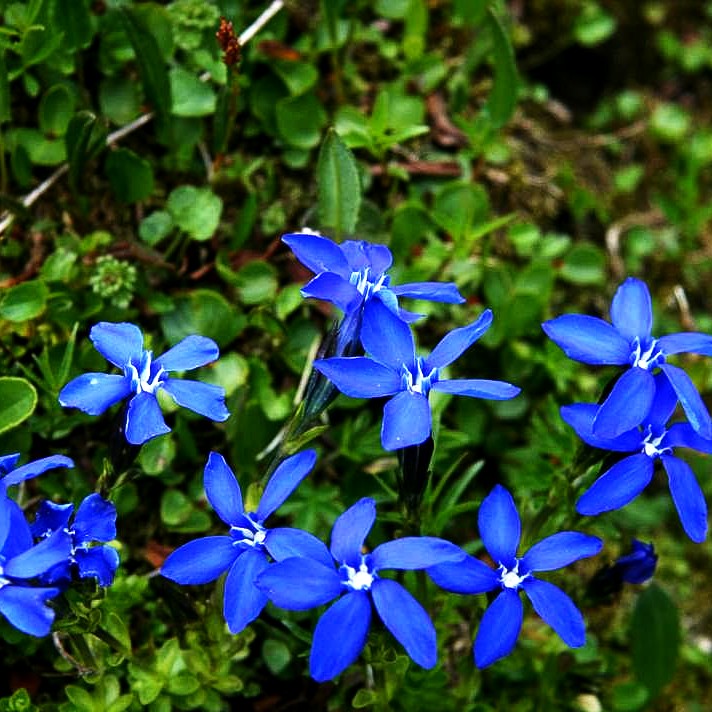 Zierlicher Frühlings-Enzian (Gentiana verna)