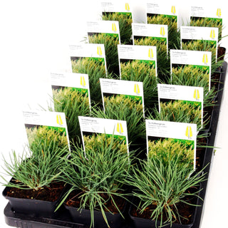 Zierliches Schillergras (Koeleria macrantha)