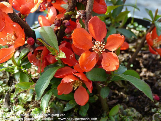 Zierquitte 'Andenken an Carl Ramcke' (Chaenomeles x sup.)
