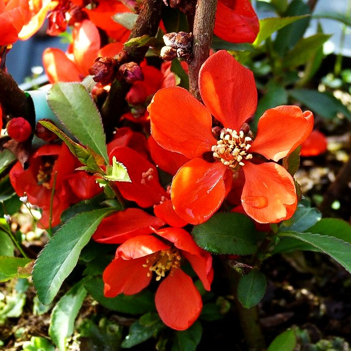 Zierquitte 'Andenken an Carl Ramcke' (Chaenomeles x sup.)