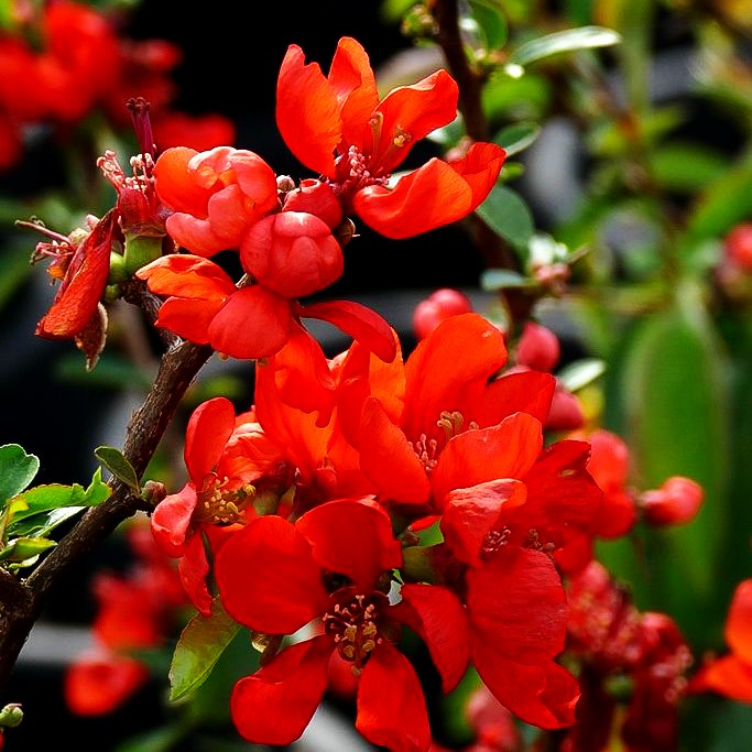 Zierquitte 'Andenken an Carl Ramcke' (Chaenomeles x sup.)