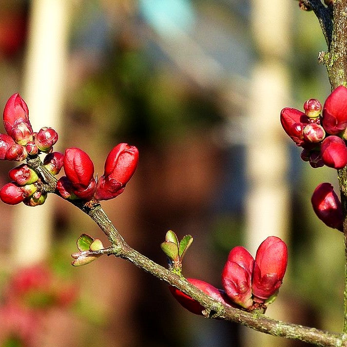 Zierquitte 'Andenken an Carl Ramcke' (Chaenomeles x sup.)