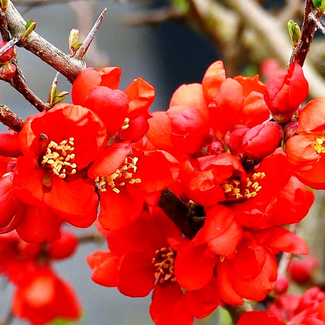 Zierquitte 'Andenken an Carl Ramcke' (Chaenomeles x sup.)