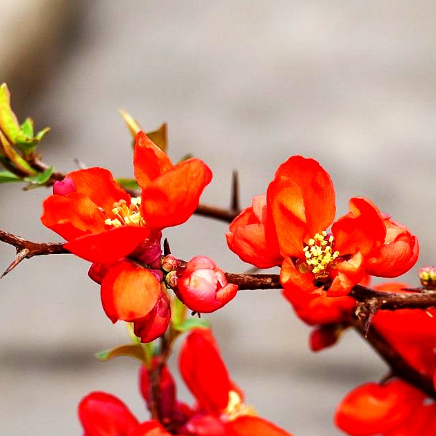 Zierquitte 'Andenken an Carl Ramcke' (Chaenomeles x sup.)