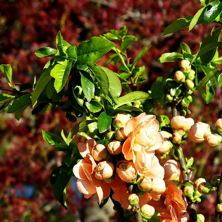 Zierquitte 'Cameo' (Chaenomeles x sup.)