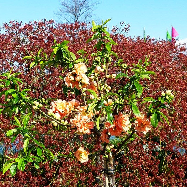 Zierquitte 'Cameo' (Chaenomeles x sup.)