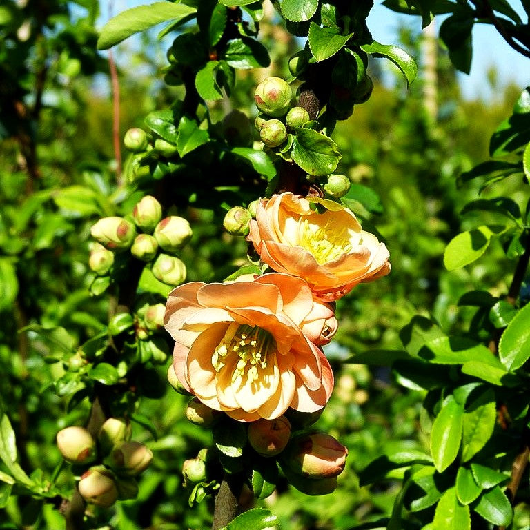 Zierquitte 'Cameo' (Chaenomeles x sup.)