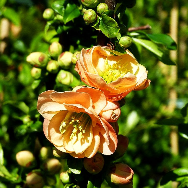 Zierquitte 'Cameo' (Chaenomeles x sup.)