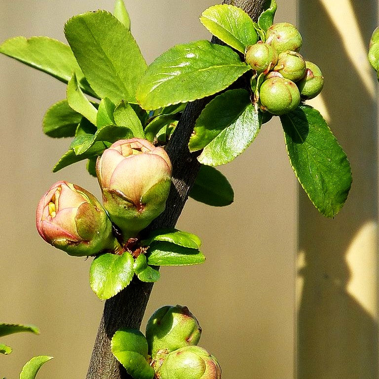 Zierquitte 'Cameo' (Chaenomeles x sup.)